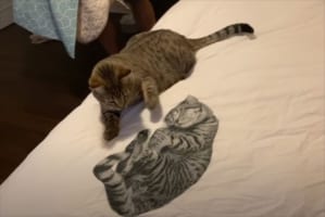 「おまえは誰ニャ！」愛猫が布団カバーにプリントされた猫のイラストに困惑し強烈な猫パンチを繰り出す姿が愛おしい
