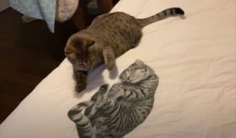 「おまえは誰ニャ！」愛猫が布団カバーにプリントされた猫のイラストに困惑し強烈な猫パンチを繰り出す姿が愛おしい