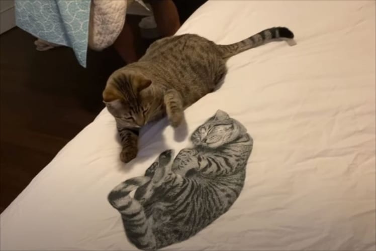 「おまえは誰ニャ！」愛猫が布団カバーにプリントされた猫のイラストに困惑し強烈な猫パンチを繰り出す姿が愛おしい