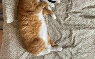 どこにお顔を埋めてるの？！仲良しな猫の兄妹がくっついて寝ていたのですが・・・、その姿がすごいことになっていました！！