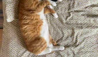 どこにお顔を埋めてるの?!仲良しな猫の兄妹がくっついて寝ていたのですが・・・、その姿がすごいことになっていました!!
