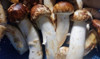 「香り松茸味しめじ」とは言うけれど・・・「味しめじ」のシメジはスーパーで見かけるシメジとは別物だった！