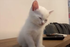 ウトウトしていて今にも眠りそう。睡魔とたたかう子猫の姿がかわいすぎる