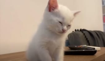 ウトウトしていて今にも眠りそう。睡魔とたたかう子猫の姿がかわいすぎる