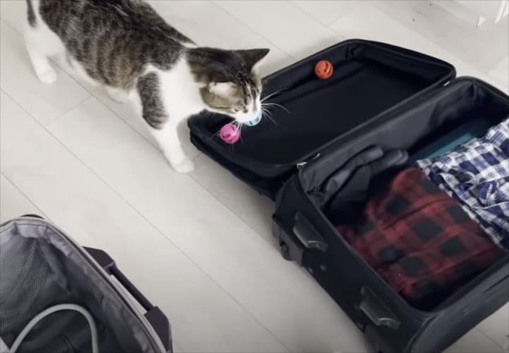 スーツケースにお気に入りのオモチャを入れ・・・最後に自分も入って・・・「お出かけする準備万端だよ！」とアピールする猫がかわいい