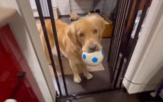 こうすれば怒られないと思った？入ってはいけないキッチンにある方法で侵入を果たしたゴールデンレトリバー