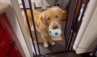 こうすれば怒られないと思った？入ってはいけないキッチンにある方法で侵入を果たしたゴールデンレトリバー