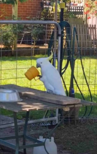 スゴイ器用！カップを完璧に使いこなすオウムが、カップに入ったニワトリの餌をしれっと頂戴していました