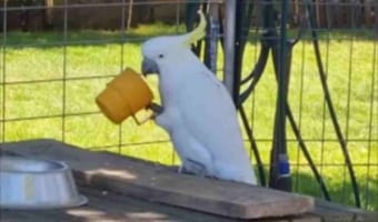 スゴイ器用!カップを完璧に使いこなすオウムが、カップに入ったニワトリの餌をしれっと頂戴していました