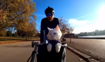 愛猫と一緒にロンドンの街ををサイクリング！変わっていく景色と楽し気な猫の姿に癒される