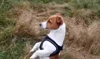 君って犬だよね?ミーアキャットのような体勢でじっと前方を見つめ続けるジャックラッセルテリア