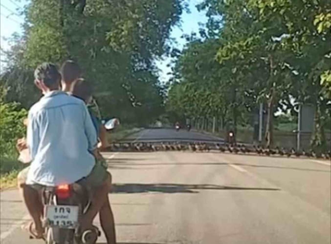 交通渋滞が起こっていた原因にほっこり。アヒルの列が途切れることなく道路を横断していました