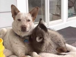 かまってほしいアライグマと、一点を見つめたままひたすらノーリアクションの犬。その光景がなんだかシュール