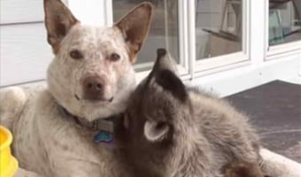 かまってほしいアライグマと、一点を見つめたままひたすらノーリアクションの犬。その光景がなんだかシュール