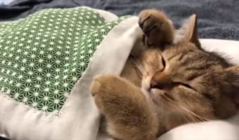 お布団が気持ちいいのは猫も同じ?スヤスヤ眠ってお布団から出られない猫の姿がかわいすぎて、ずっと見ていられる