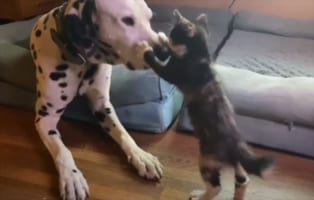 優しいダルメシアンと、かまってほしいけどダルメシアンの大きさに気後れすることもあるヤンチャな子猫、ふたりのやりとりにほっこり