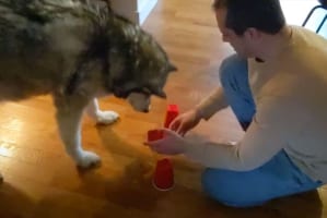 おやつはどこに入っている？動体視力と集中力が試されるカップシャッフルにアラスカン・マラミュートが挑戦！！