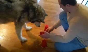 おやつはどこに入っている?動体視力と集中力が試されるカップシャッフルにアラスカン・マラミュートが挑戦!!