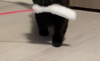 「これで遊んで～！」オモチャをくわえて寄ってきた猫のくりっくりとした瞳が、らんらんと輝いている様子がかわいすぎる