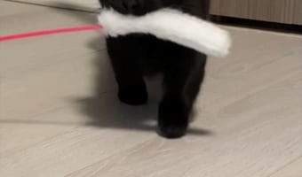 「これで遊んで～！」オモチャをくわえて寄ってきた猫のくりっくりとした瞳が、らんらんと輝いている様子がかわいすぎる