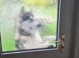 ドアを開けてほしいの？と思ったら・・・、賢いアラスカン・マラミュートはなんと自分でドアを開けてお家に帰ってきました！！