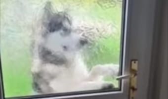 ドアを開けてほしいの?と思ったら・・・、賢いアラスカン・マラミュートはなんと自分でドアを開けてお家に帰ってきました!!