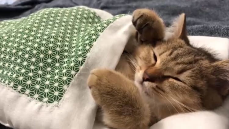 お布団が気持ちいいのは猫も同じ？スヤスヤ眠ってお布団から出られない猫の姿がかわいすぎて、ずっと見ていられる