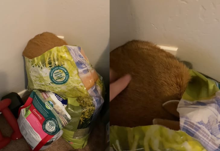 袋からモフモフが生えていると思ったら・・・、これはごはんを我慢できない食いしん坊さんでした