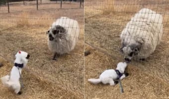 白いモフモフ同士で仲間だと思った？フェンス際ではしゃぐ小柄な犬に、どっしりとしたヒツジが挨拶しにやってきました！