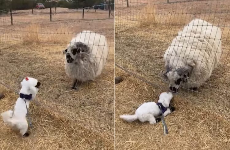 白いモフモフ同士で仲間だと思った？フェンス際ではしゃぐ小柄な犬に、どっしりとしたヒツジが挨拶しにやってきました！