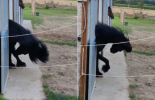 ロックンロール！！ヘドバンする黒馬・・・と思ったら、実は体が痒かったようです