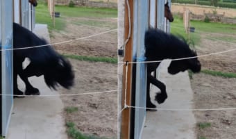 ロックンロール!!ヘドバンする黒馬・・・と思ったら、実は体が痒かったようです