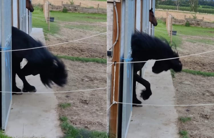 ロックンロール！！ヘドバンする黒馬・・・と思ったら、実は体が痒かったようです