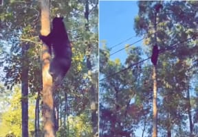 クマってこんなに木登りが得意なの？！巨体にもかかわらず木をするする登っていくクマ