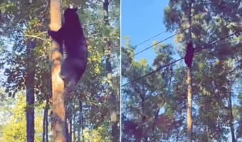 クマってこんなに木登りが得意なの？！巨体にもかかわらず木をするする登っていくクマ