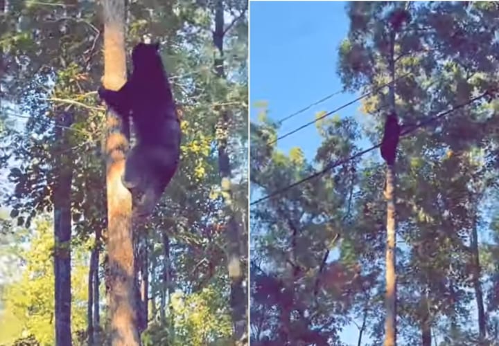 クマってこんなに木登りが得意なの？！巨体にもかかわらず木をするする登っていくクマ