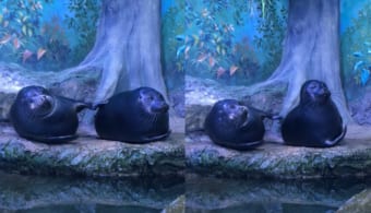 マッサージなのか、呼び掛けているのか・・・。アザラシがひたすら隣にいる子をトントンし続けています