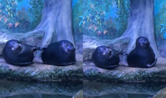 マッサージなのか、呼び掛けているのか・・・。アザラシがひたすら隣にいる子をトントンし続けています