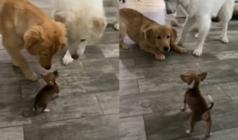 新しくやって来た子犬。体の大きな先住犬たちに委縮してしまうかと思いきや、むしろ先住犬たちが身をすくませるのでした