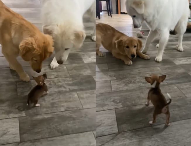 新しくやって来た子犬。体の大きな先住犬たちに委縮してしまうかと思いきや、むしろ先住犬たちが身をすくませるのでした