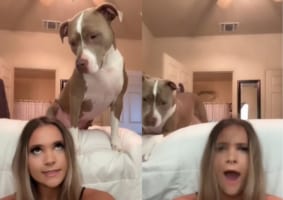 飼い主さんがノリノリで口パクをしている様子を眺めていた愛犬が、心が折れてしまいそうな辛辣な行動を取りました