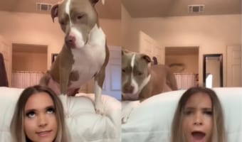 飼い主さんがノリノリで口パクをしている様子を眺めていた愛犬が、心が折れてしまいそうな辛辣な行動を取りました