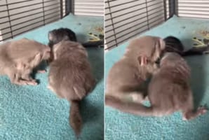 なんてスゴい成長スピード・・・。生まれて1時間というチンチラの赤ちゃんたちはさっそく兄弟で○○○をしていました