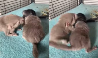 なんてスゴい成長スピード・・・。生まれて1時間というチンチラの赤ちゃんたちはさっそく兄弟で○○○をしていました