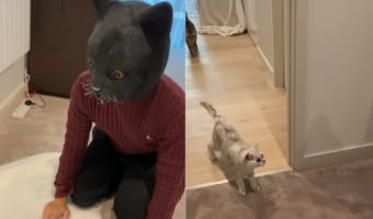 猫のマスクを被って愛猫たちが来るのを待ち構えていたら・・・、猫たちにすっかり怖がられてしまいました
