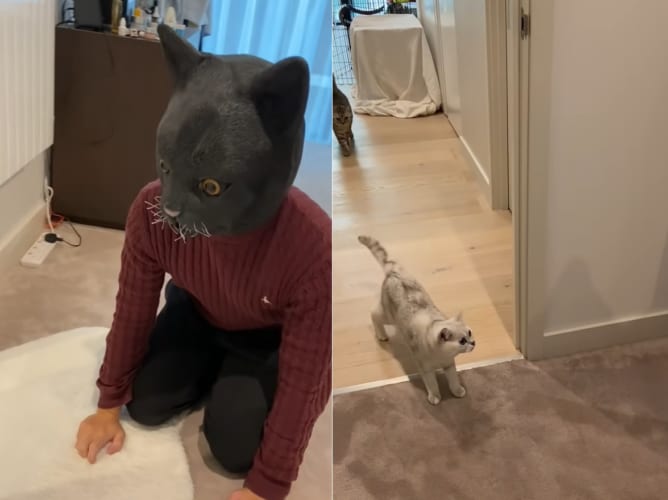 猫のマスクを被って愛猫たちが来るのを待ち構えていたら・・・、猫たちにすっかり怖がられてしまいました