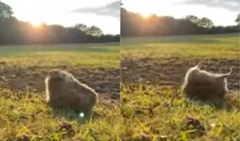 コロコロ~。芝生の上を楽しそうに何度も転がっていくハリネズミ