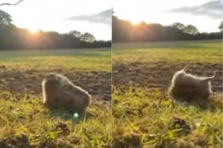 コロコロ～。芝生の上を楽しそうに何度も転がっていくハリネズミ