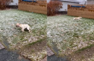 初めて雪を見た子犬。テンションが跳ね上がり、庭を駆けまわっても足りない様なはしゃぎっぷり！！