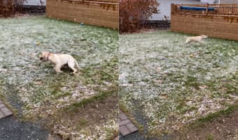 初めて雪を見た子犬。テンションが跳ね上がり、庭を駆けまわっても足りない様なはしゃぎっぷり!!